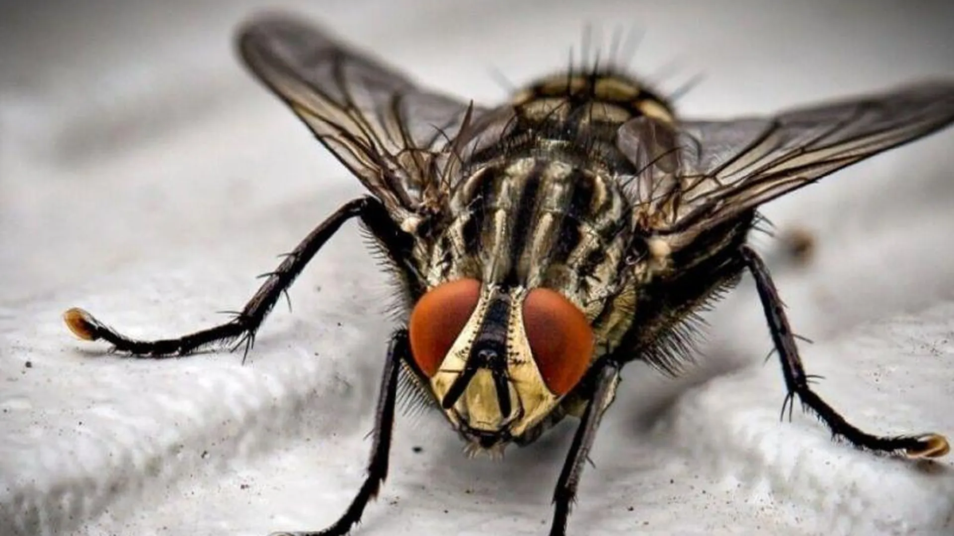 Ученые нашли муху, которая жила 47 млн лет назад