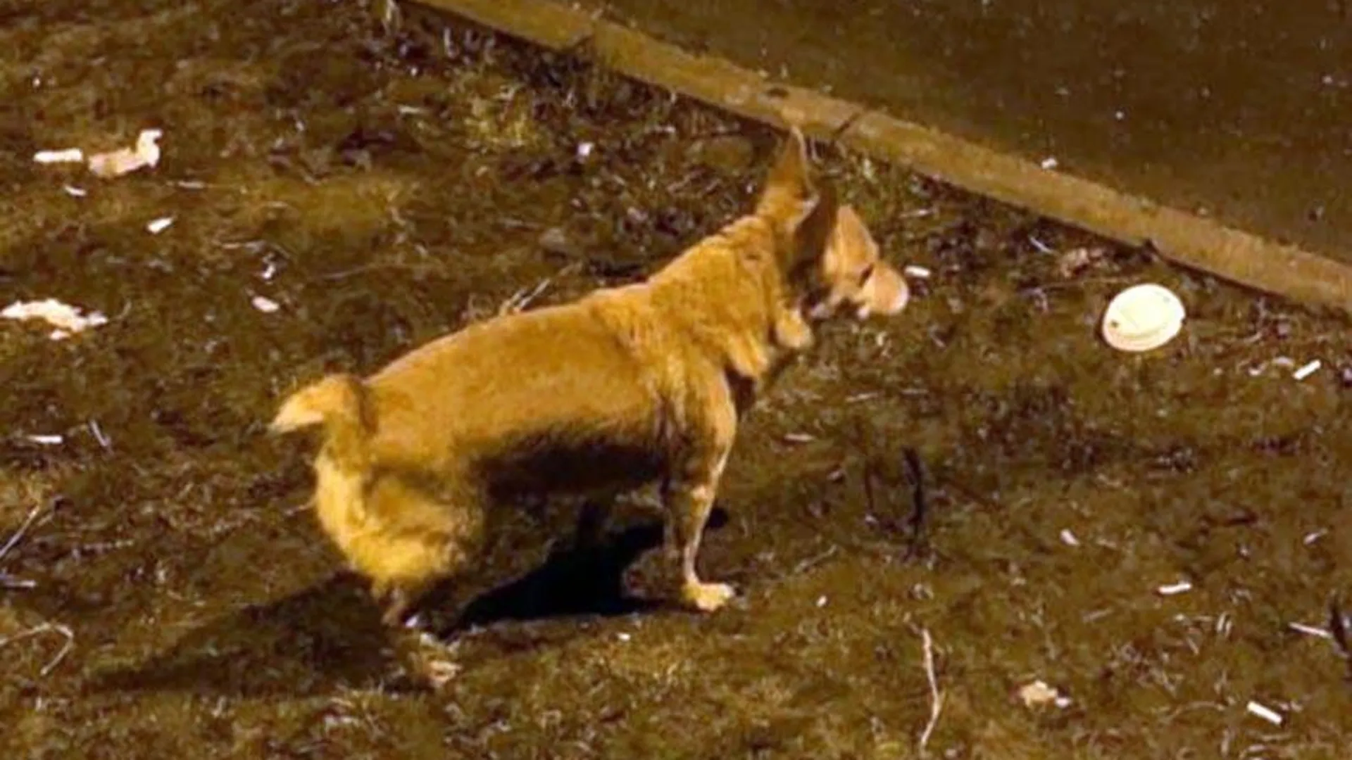 Пса-странника, который год назад бесследно исчез в Костроме, ищут в Химках
