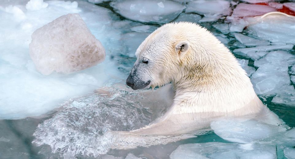 Белый медведь отказался уступить дорогу и задержал проход ледохода «Урал»
