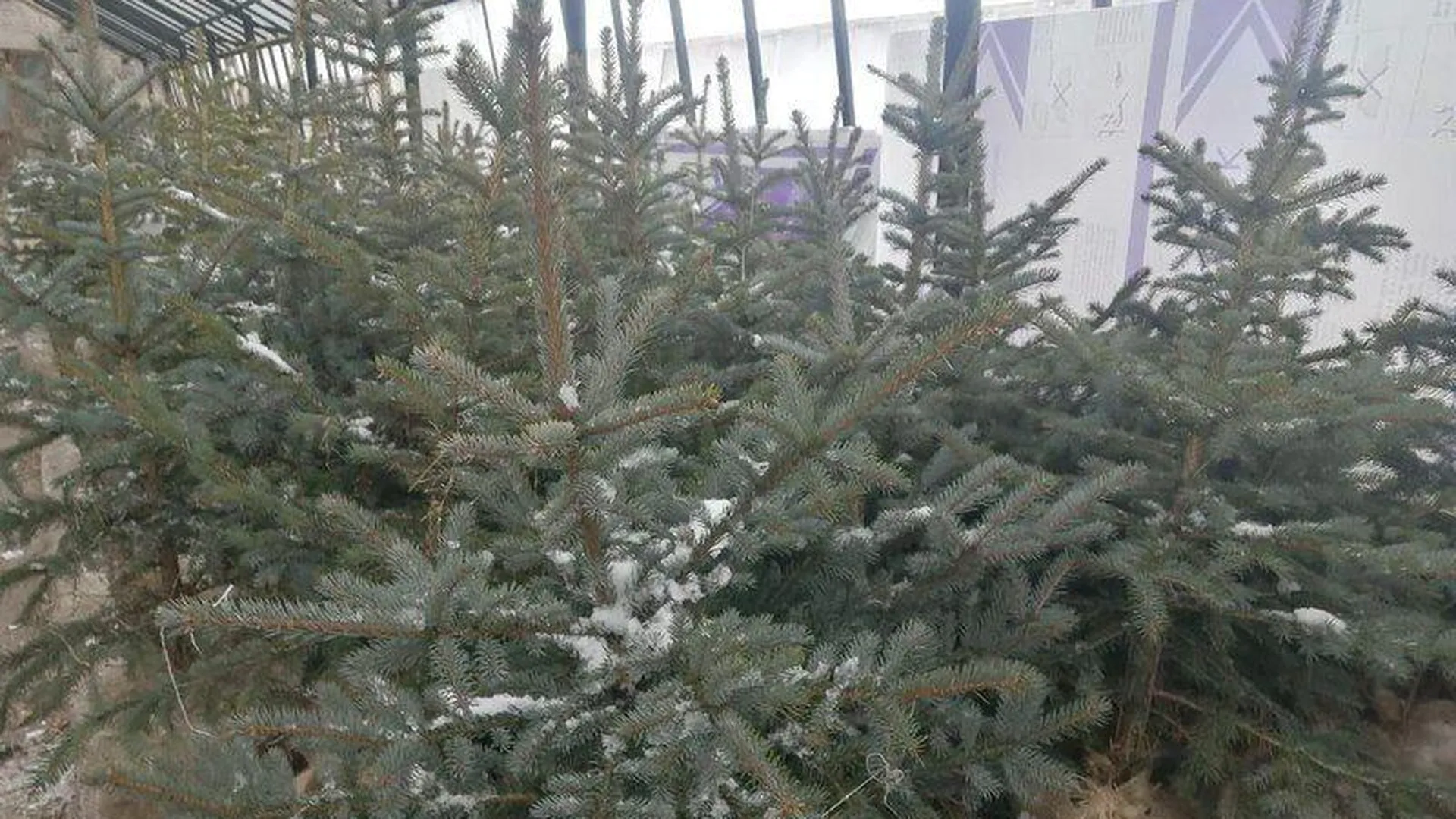 Ивантеевский лесопитомник подготовил 2 тысячи елей и сосен к продаже для новогодних праздников
