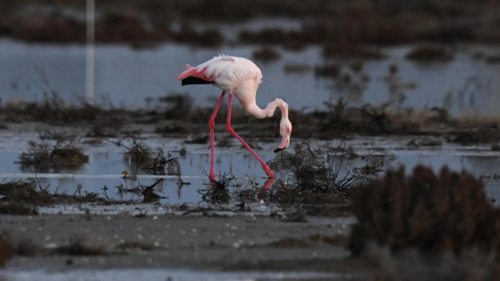 Розовый фламинго случайно прилетел на Ямал и замерз насмерть