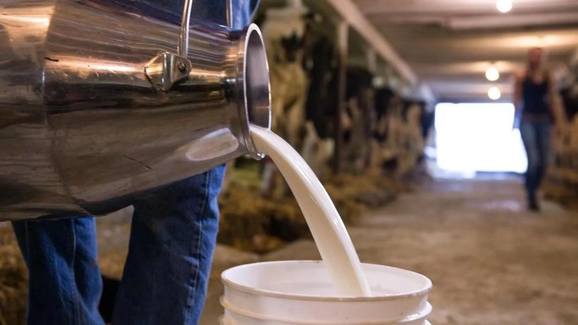 Молочный комплекс на 2,4 тысячи коров построят в Шаховской к 2028 году