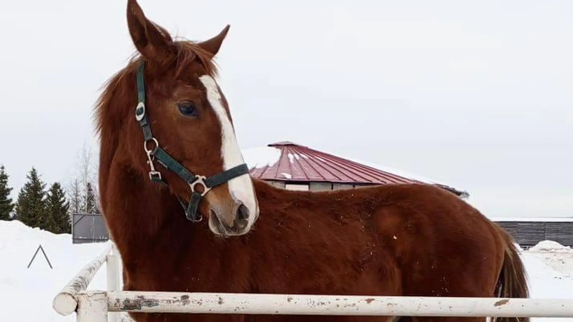 Более шести тысяч лошадей обследовали в Подмосковье на опасные инфекционные заболевания