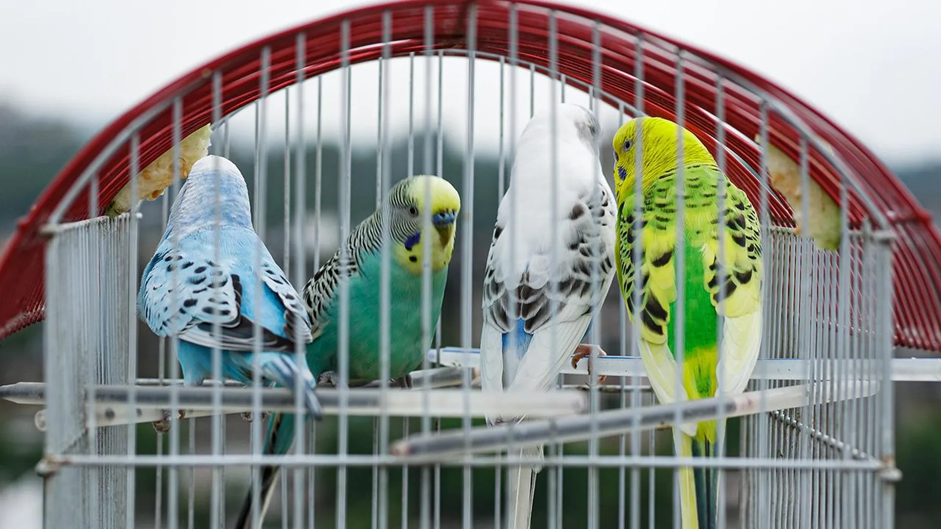 Опрос показал, что в России любителей попугаев больше, чем владельцев домашних рыбок