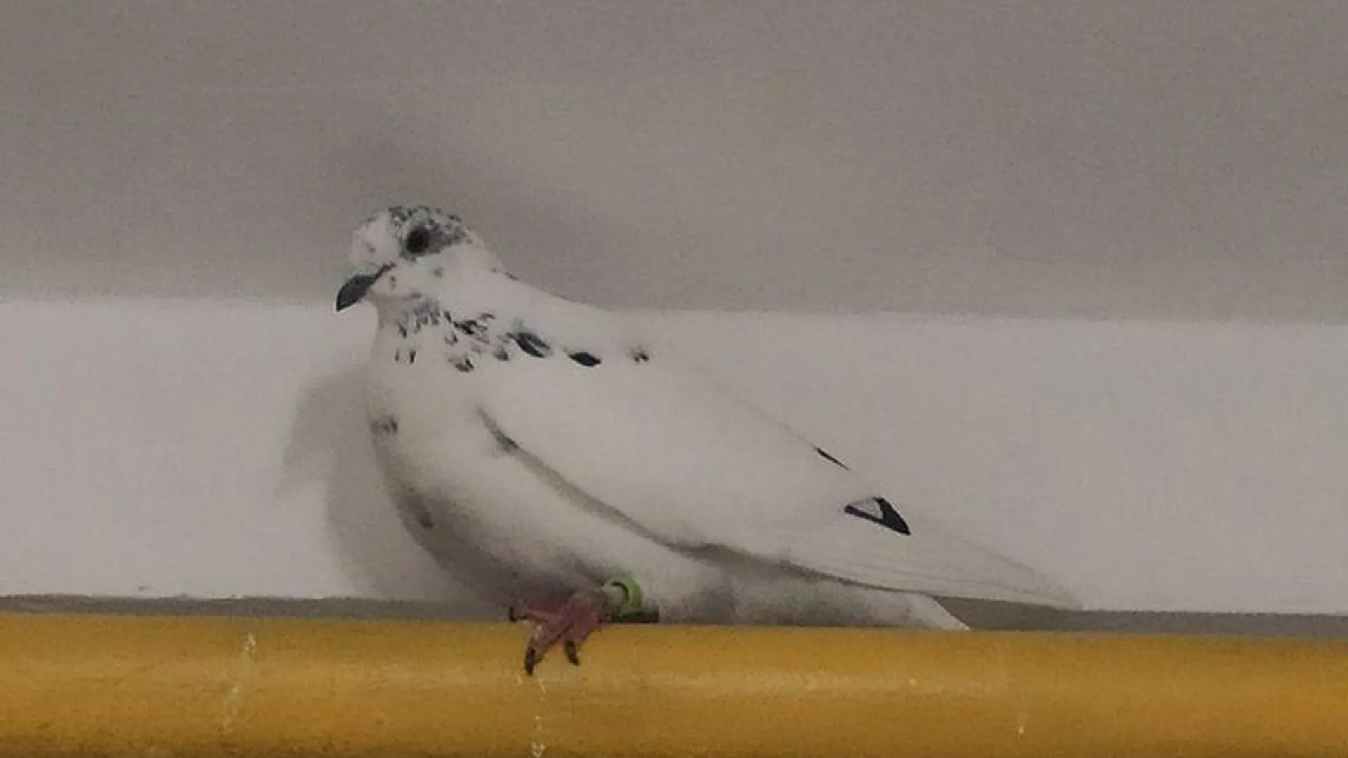 Заблудившегося белого голубя нашли в многоэтажке под Солнечногорском