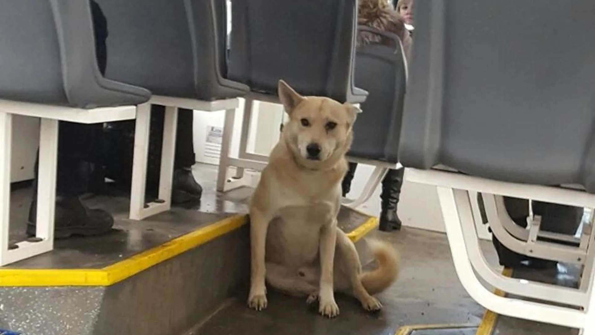Сбежавший пес отправился в путешествие по Подмосковью на общественном транспорте
