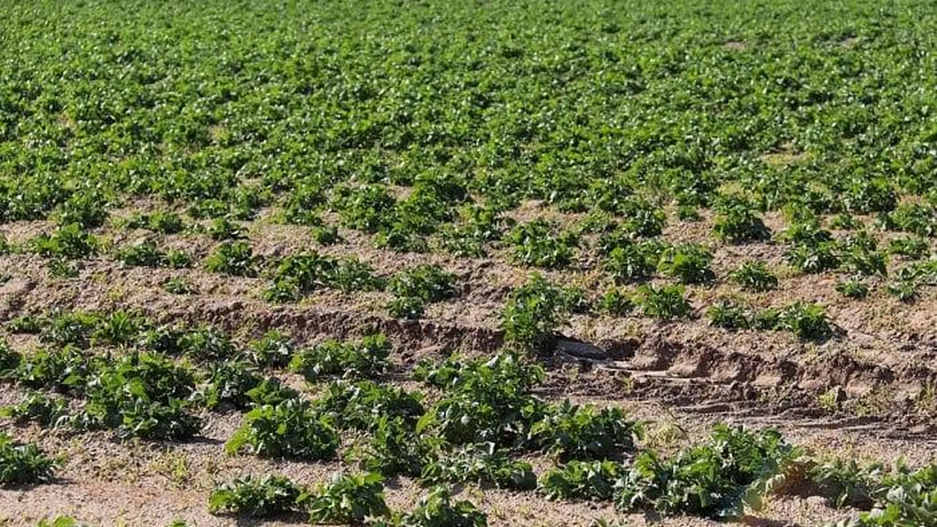 Почти 320 гектаров земли передали под выращивание картофеля в Талдоме
