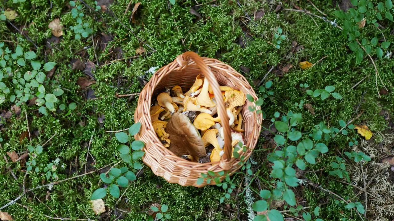 Большое количество грибов ожидается в лесах Подмосковья после дождей