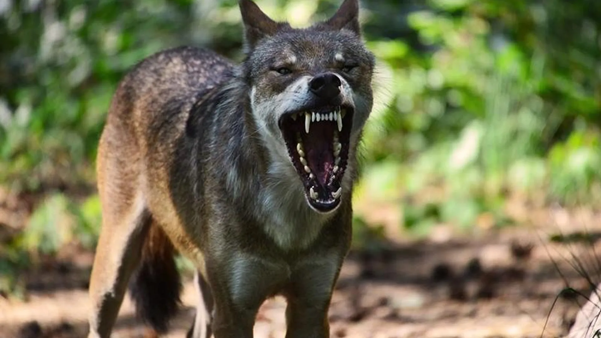 Бешеная волчица напала на жительниц Шатуры и устроила в их доме погром