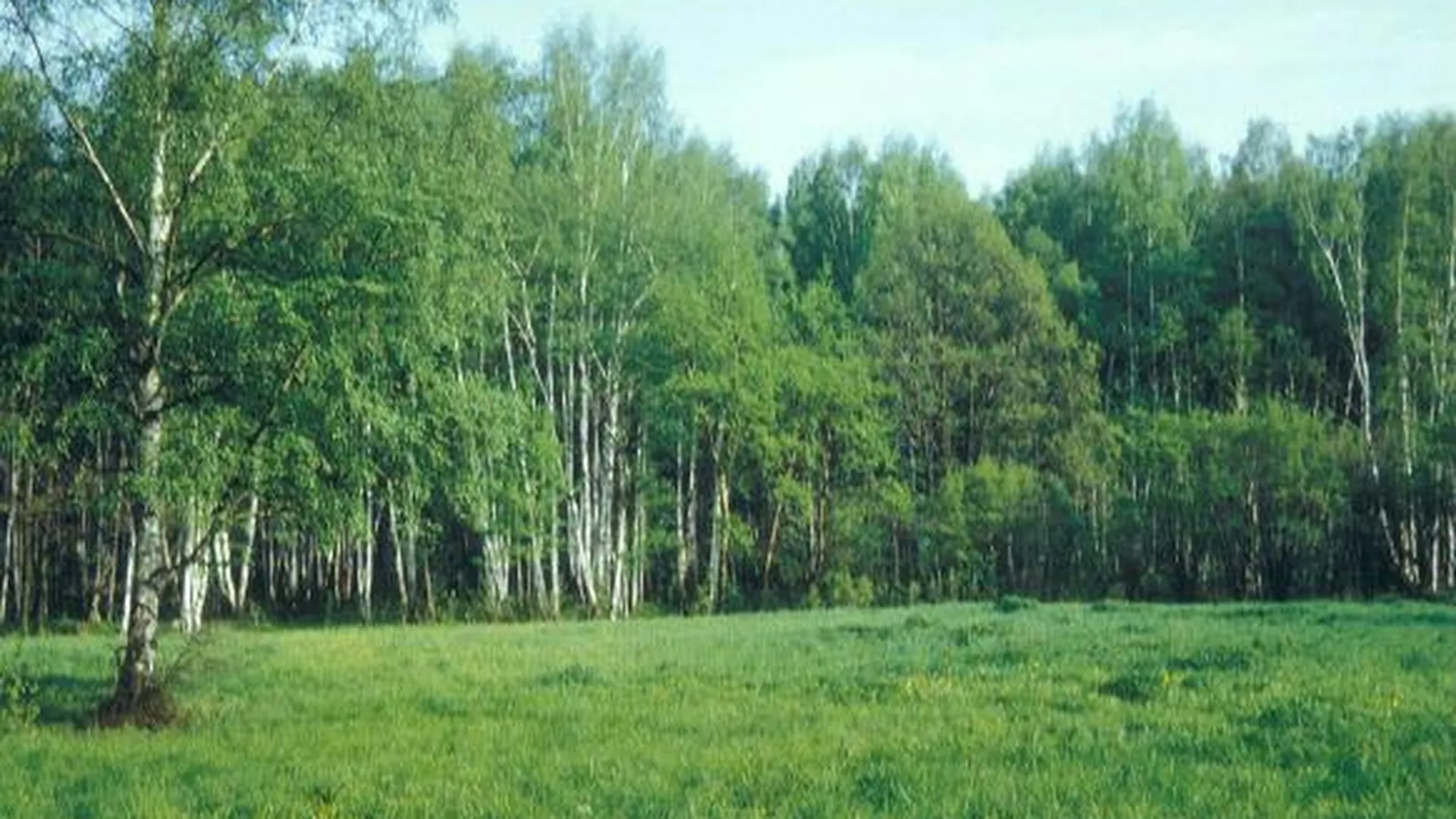 В лесах области за два года появилось около 100 рекреационных зон