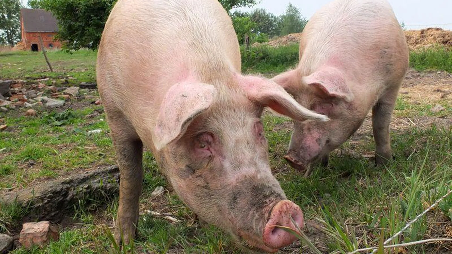 «Даже Ванга предсказать не смогла бы» — россияне о нашествии гигантских свиней в США