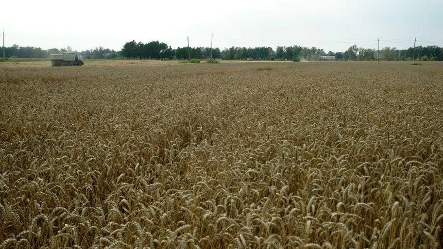 Почти 200 гектаров сельхозземель получило в аренду новое крестьянско-фермерское хозяйство в Подмосковье