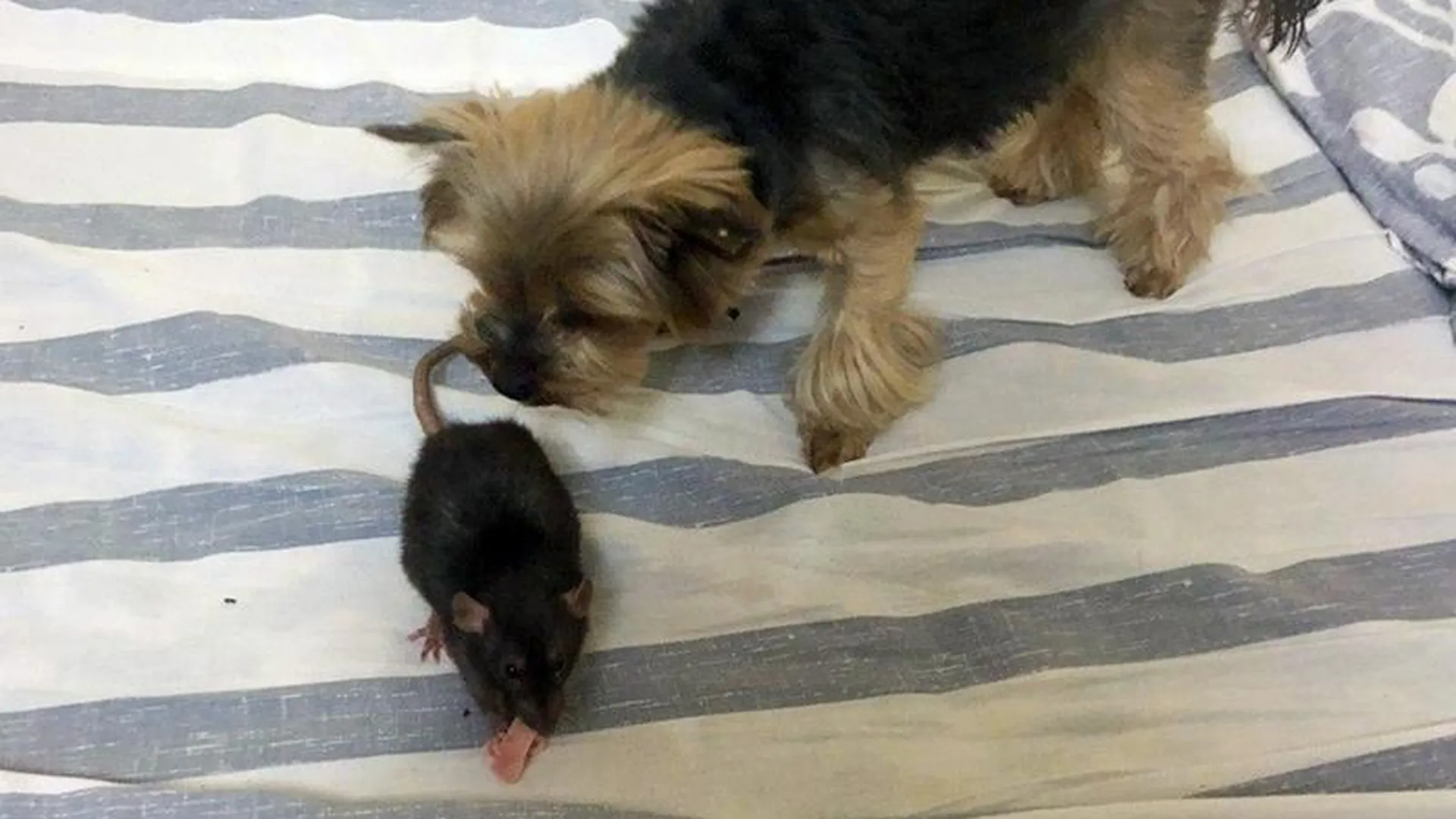 Собака крысе товарищ: подмосковные Тимур и Амур живут в Можайске
