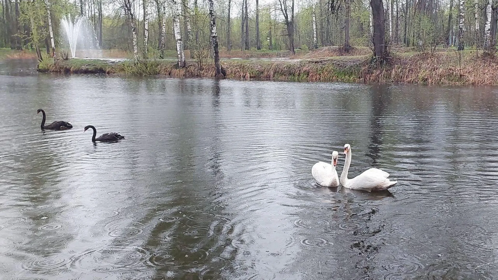 Лебеди вернулись в Майдановские пруды Клина после «зимовки»