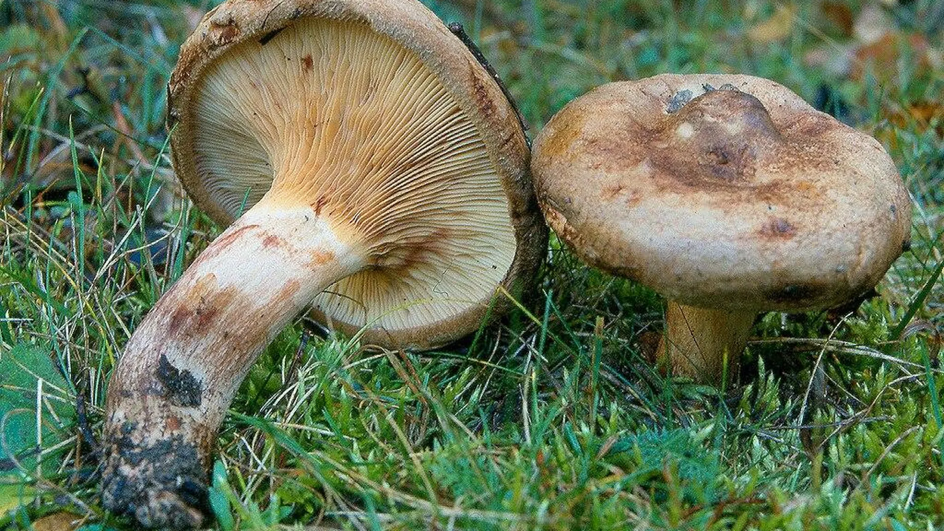 Грибы Подкоровники Фото Съедобные
