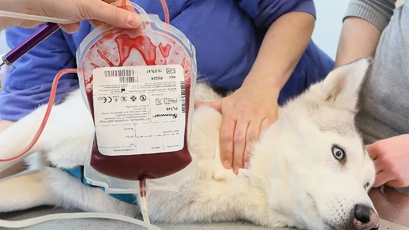 В Подмосковье откроют банк крови для животных, при этом собаки-доноры в области уже есть 