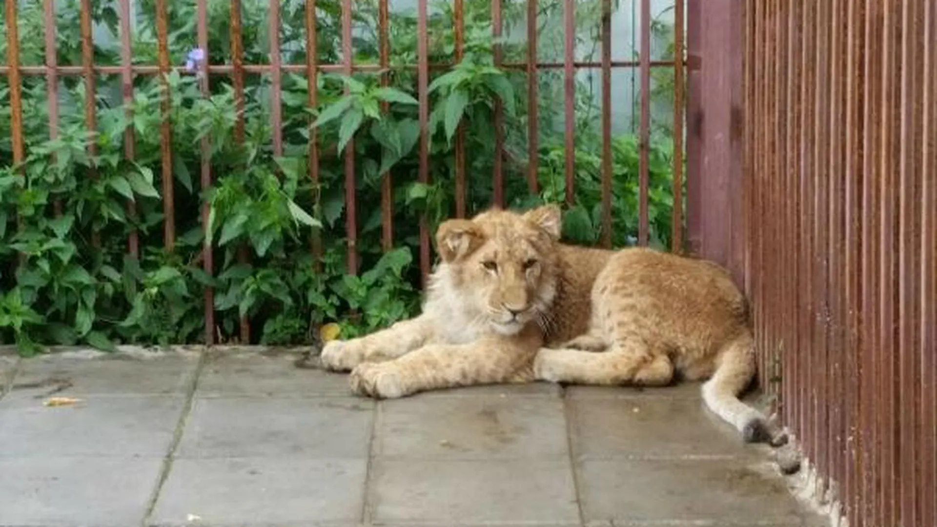 Живой лев охраняет частный дом в Раменском районе