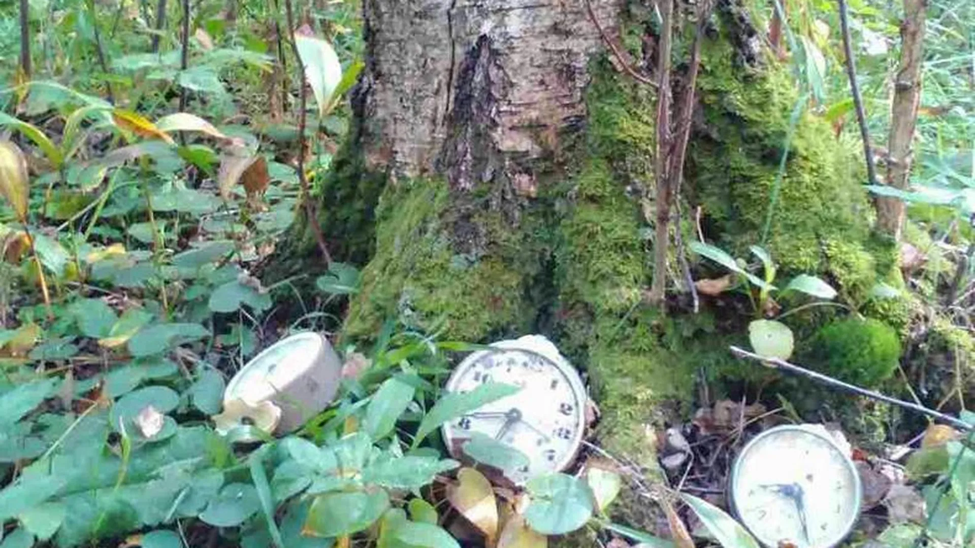 Странные часы в лесу Ступино удивили местных жителей