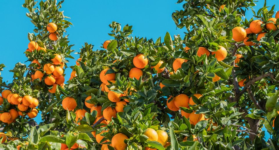 РИА «Новости»: Россия в 14 раз сократила импорт апельсинов из Турции в мае