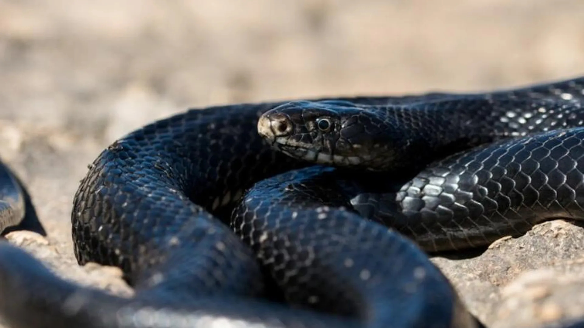 Черную змею нашли в подъезде на юго-западе Москвы