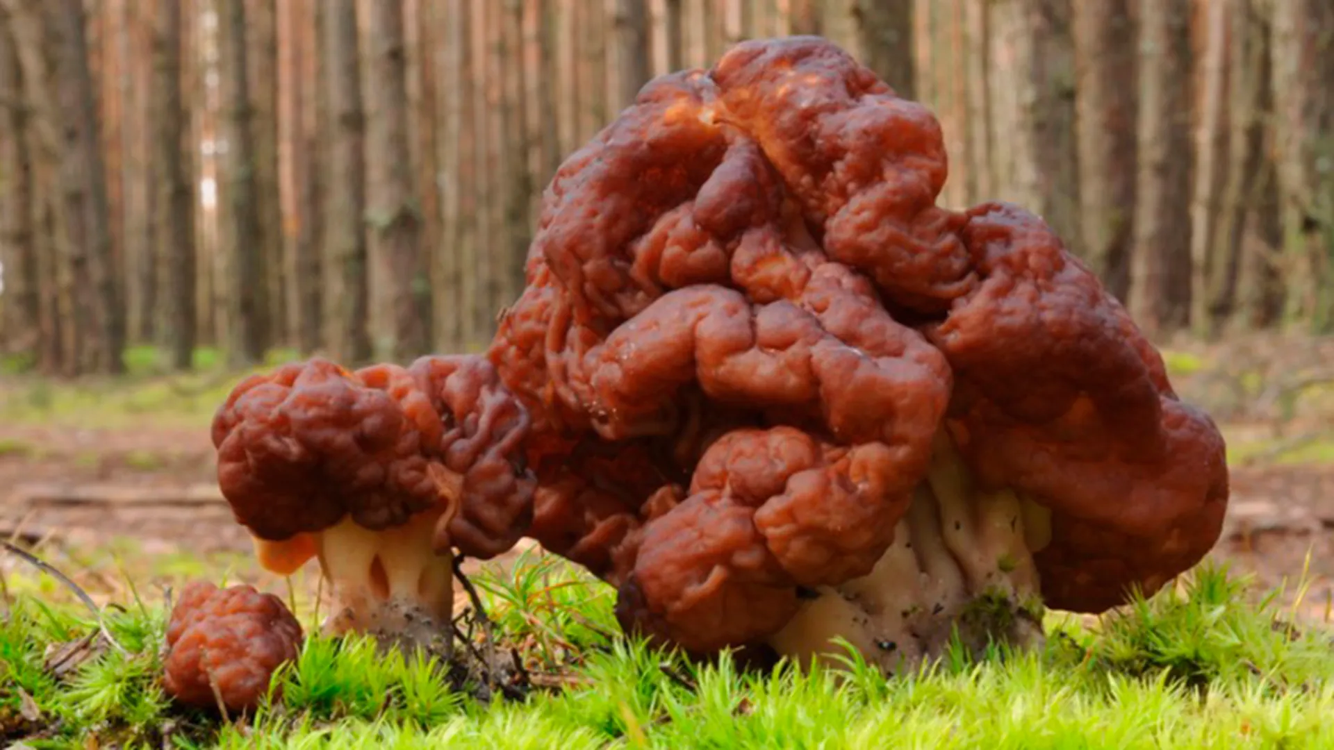 Эксперт назвал самый опасный весенний гриб