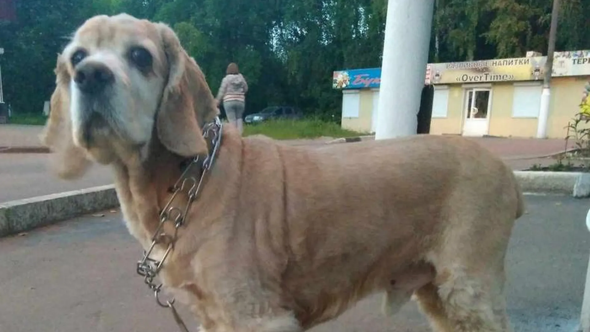 Мошенники в Щелково под вывеской гостиницы для животных крадут собак