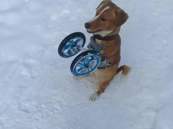 Двуногий пес-инвалид на колесах покусал жительницу Серпухова