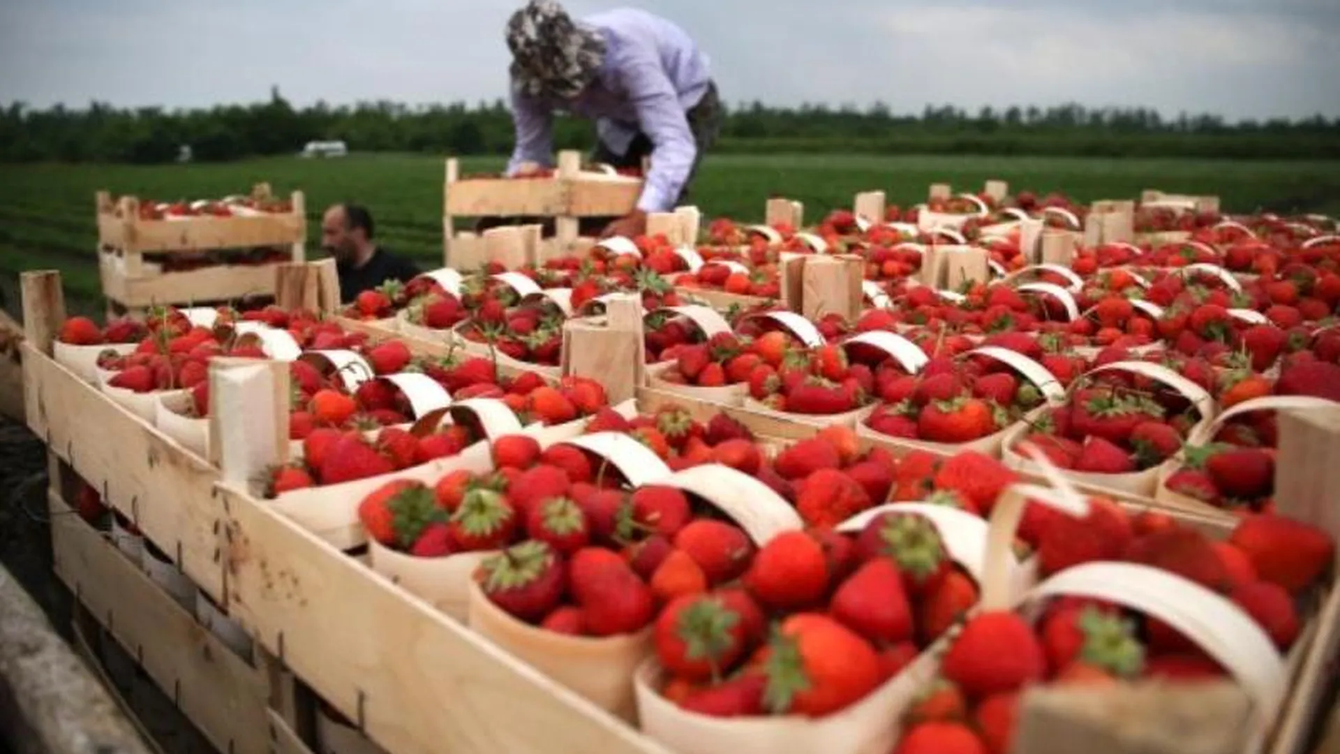 Урожай земляники в МО вырос – тысячу тонн ягоды собрали в 2016 году