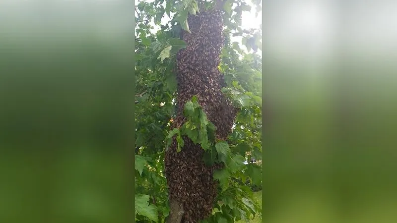 Гигантский рой пчел с дерева у многоэтажки в Красногорске спас пчеловод