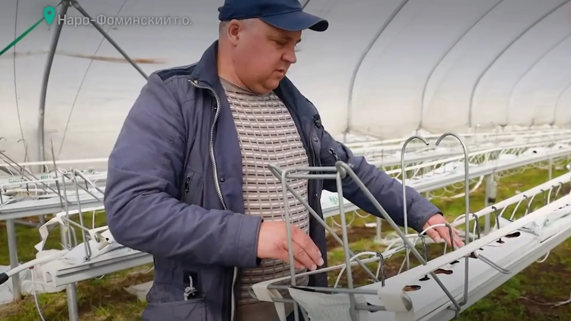 Агропредприятие в Наро-Фоминске вырастит около 420 тонн ягод в 2024 году
