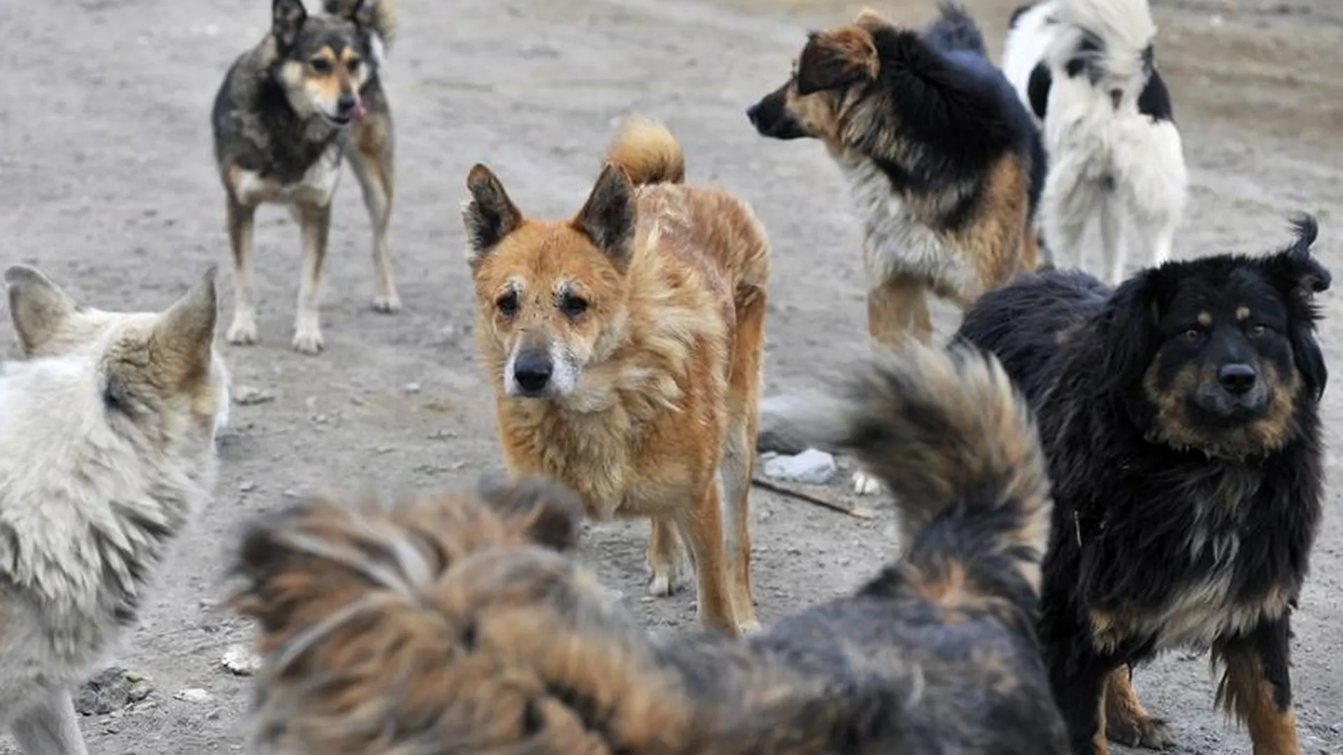 Что делать с бездомными собаками и кошками в Московской области?