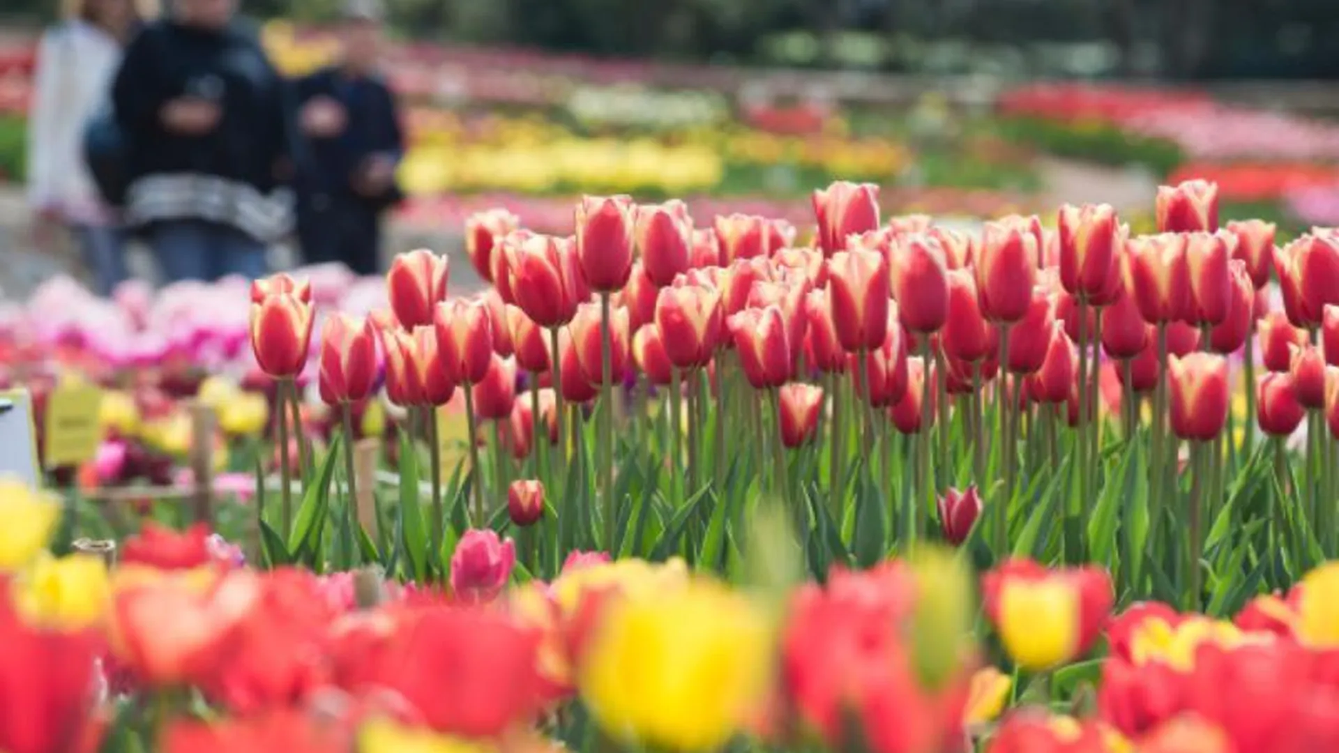 Двенадцать миллионов луковиц тюльпанов купят для украшения столицы