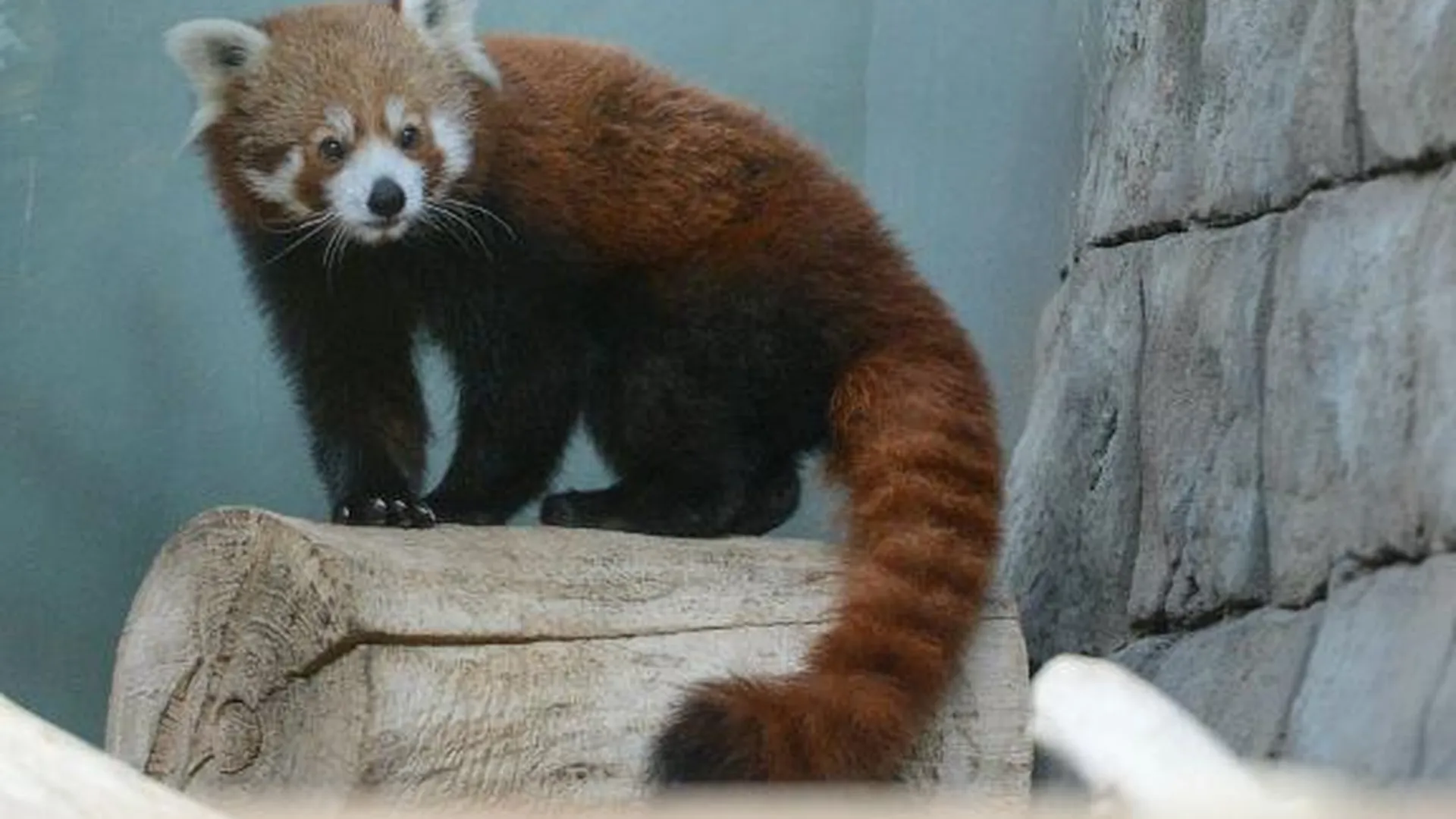 Московских красных панд привезут в Ленинградский зоопарк 
