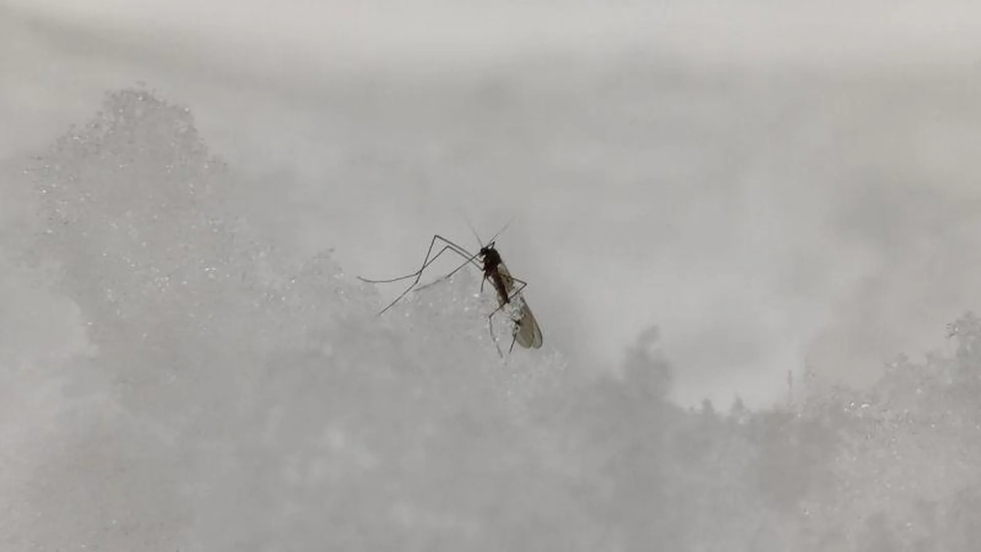 Вышедшие зимой из спячки комары удивили жителей Лыткарино