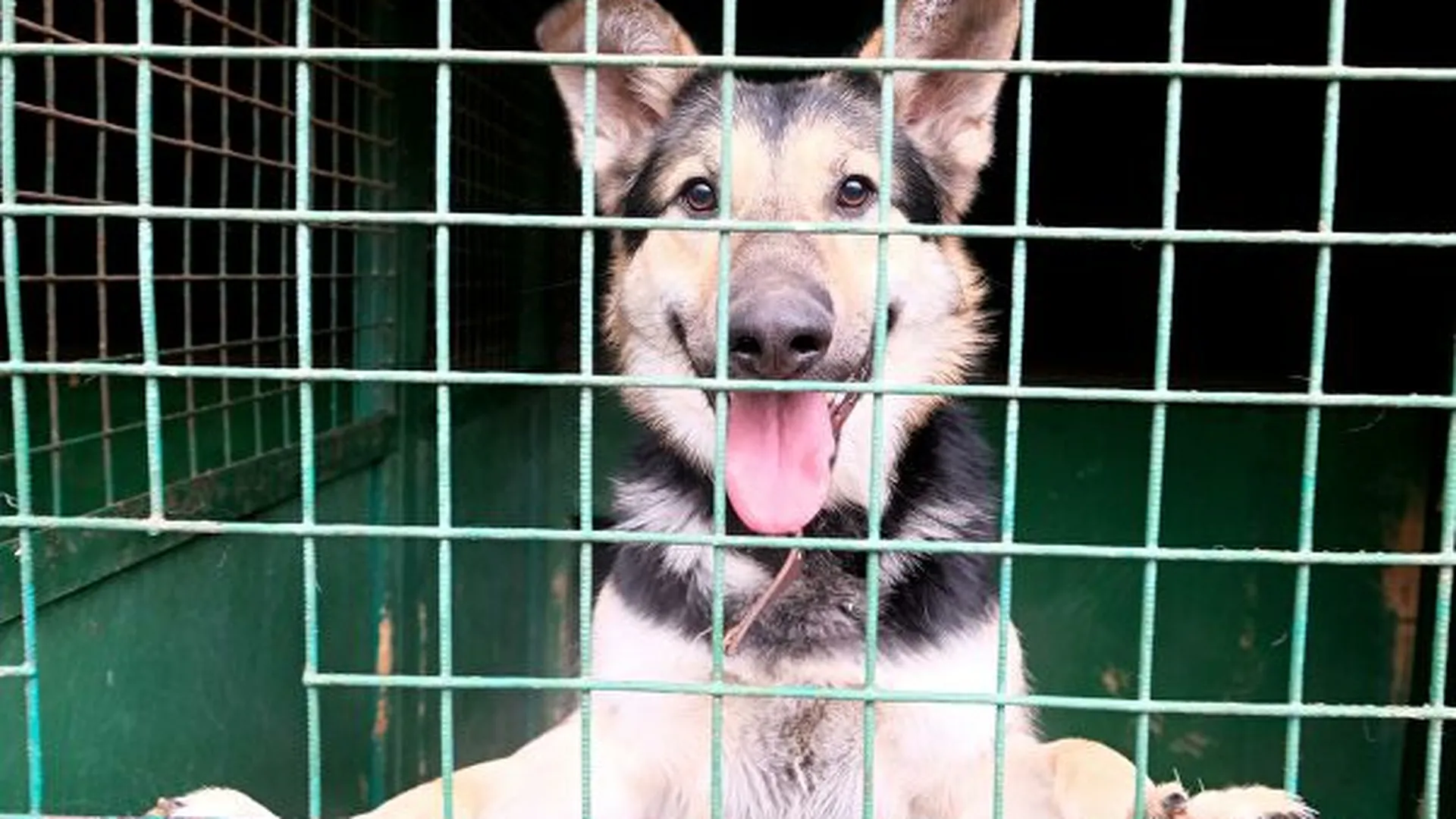 Волонтеры спасли 12 собак из нелегального приюта в Подмосковье