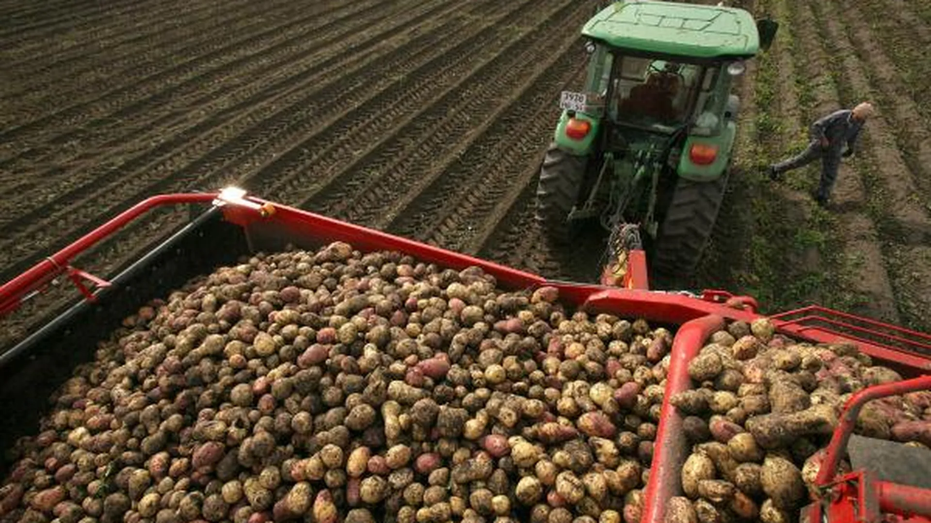 Более 11 тысяч тонн картошки собрали в Подмосковье