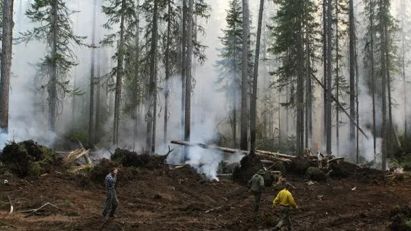 Лесные пожары в Подмосковье стали тушить в 4,5 раза эффективней