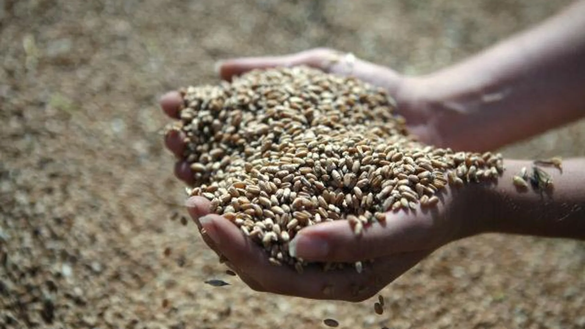 На 70% увеличили производство зерна фермеры МО в 2015 году 