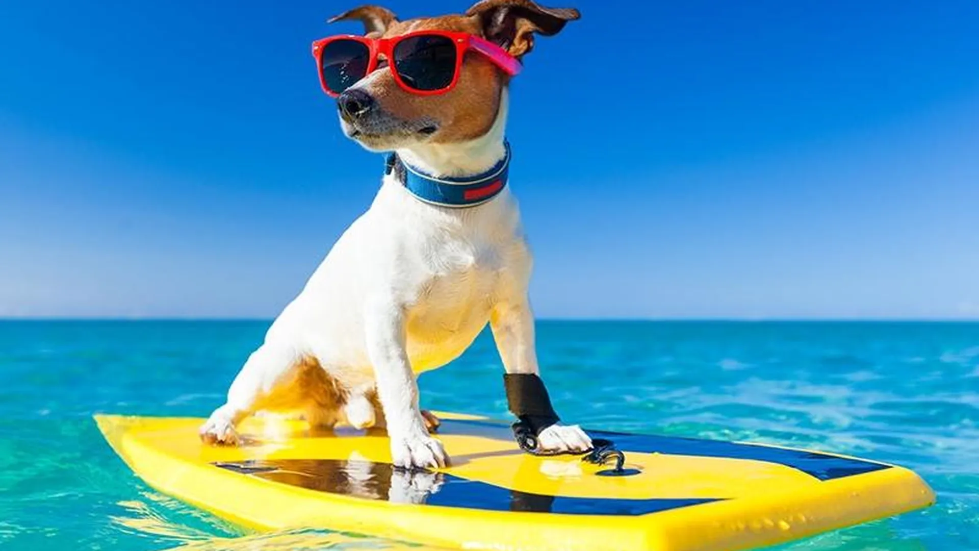 В Подмосковье выявят лучших собак-серфингистов