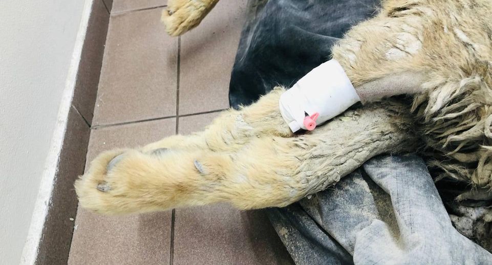 Найденного во 2-м Южнопортовом проезде Москвы пса окунали в бочку с бетоном