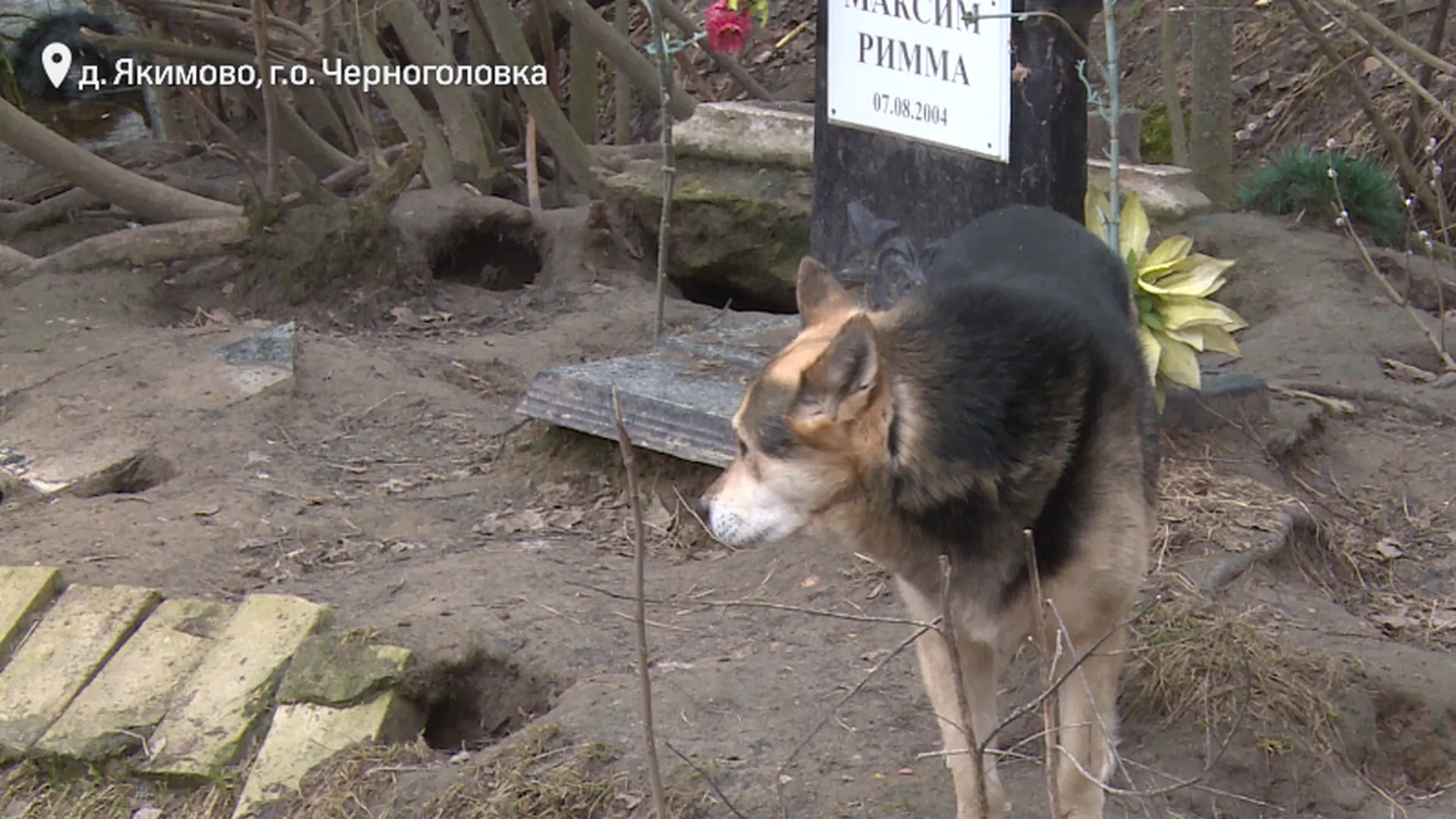 Подмосковная Хатико 15 лет живет у памятника погибшим хозяевам | 360°