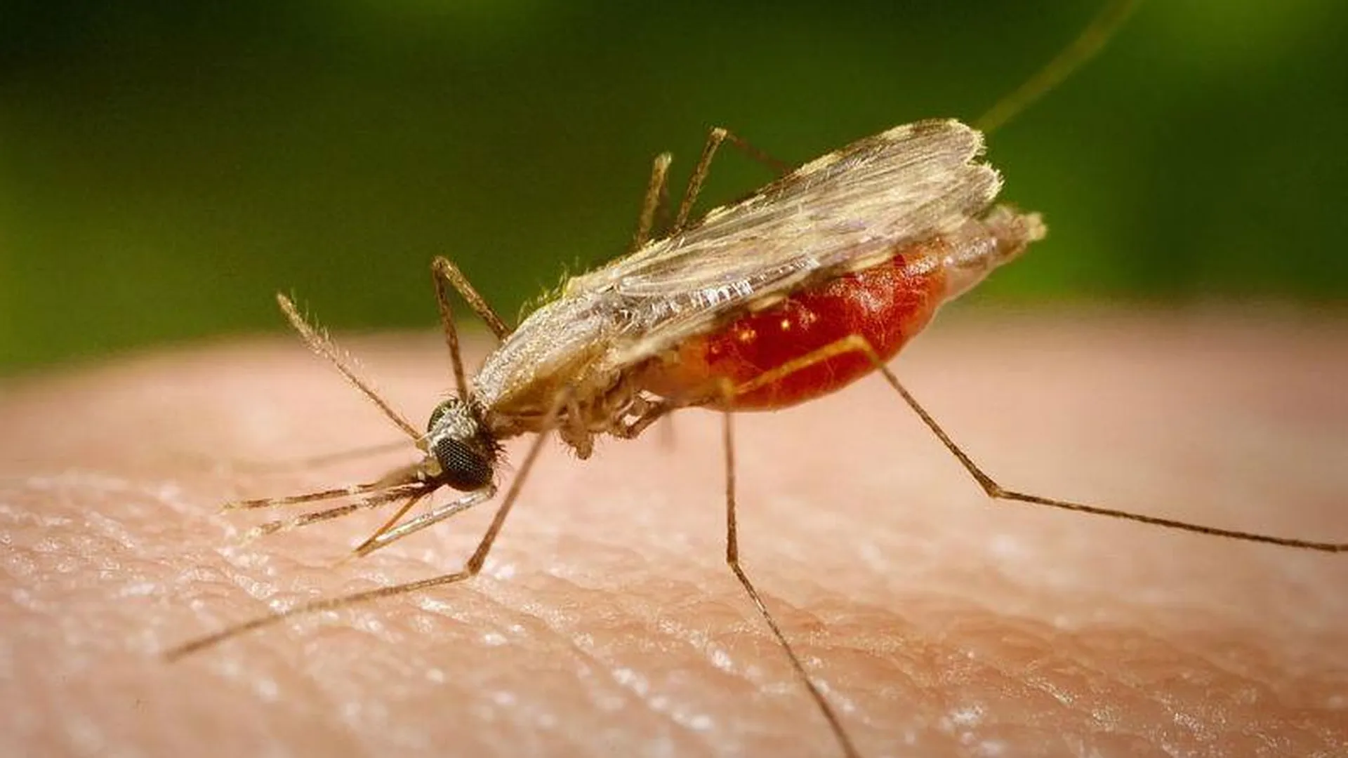 Гражданин РФ вернулся из Гоа и умер от малярии