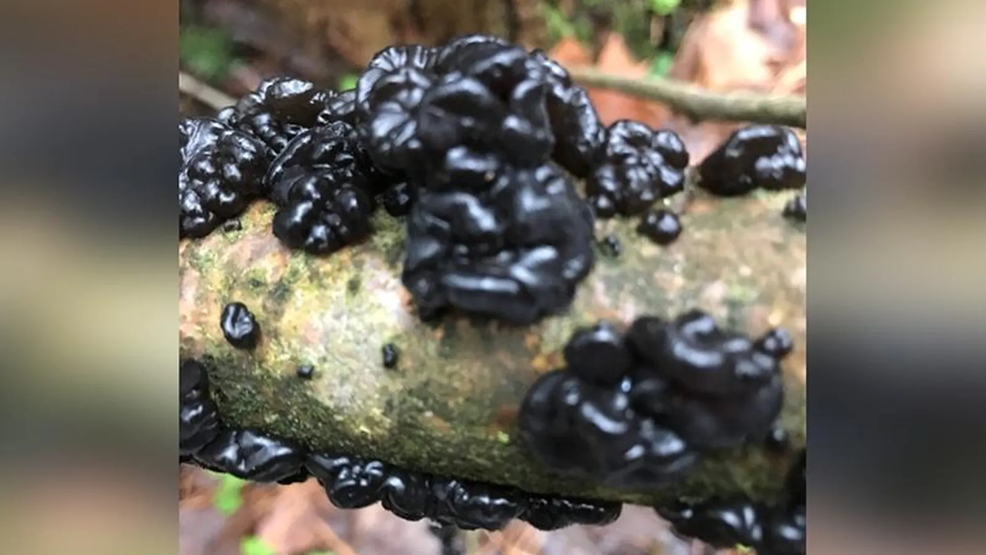 Гриб, маскирующийся под черную икру, обнаружен в лесах Подмосковья