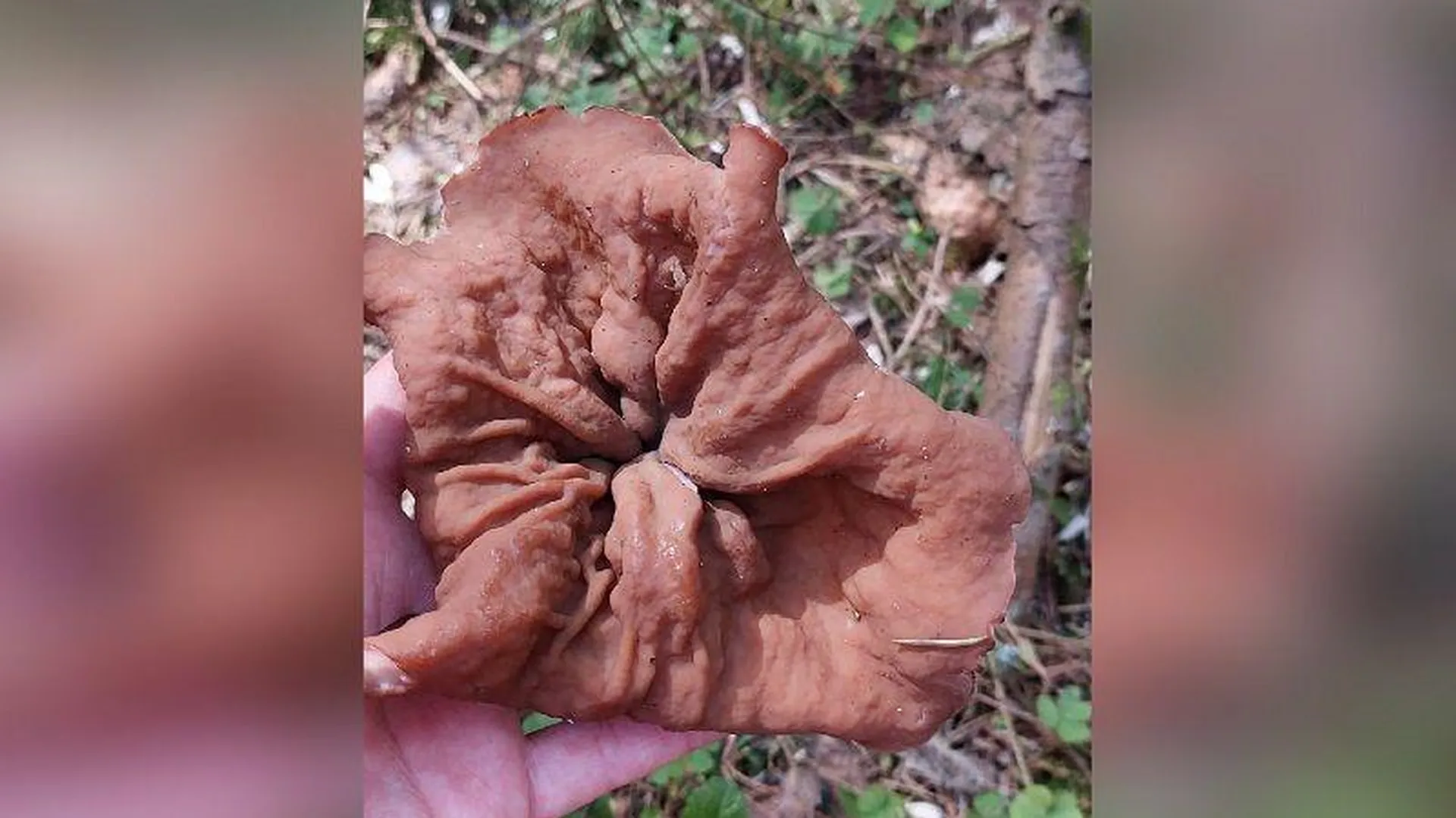 Редкий гриб крупного размера нашли в лесу под Рузой