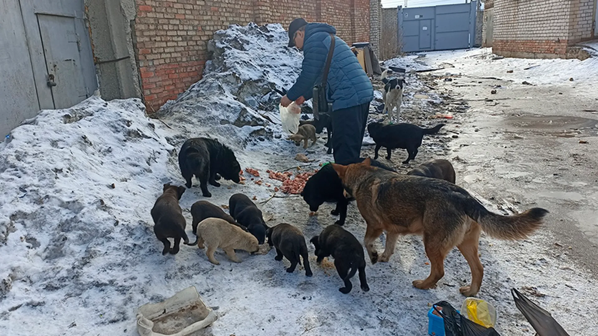 «Начал мне угрожать»: волонтеры ищут того, кто сжег заживо нескольких собак в Самаре