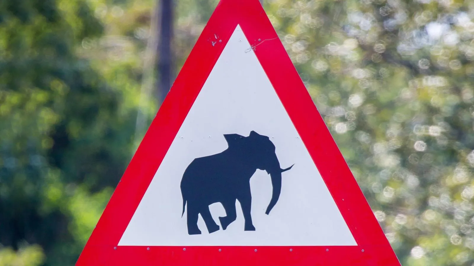 Предупреждение о диких слонах в заповеднике ЮАР. Фото: Marc Rasmus