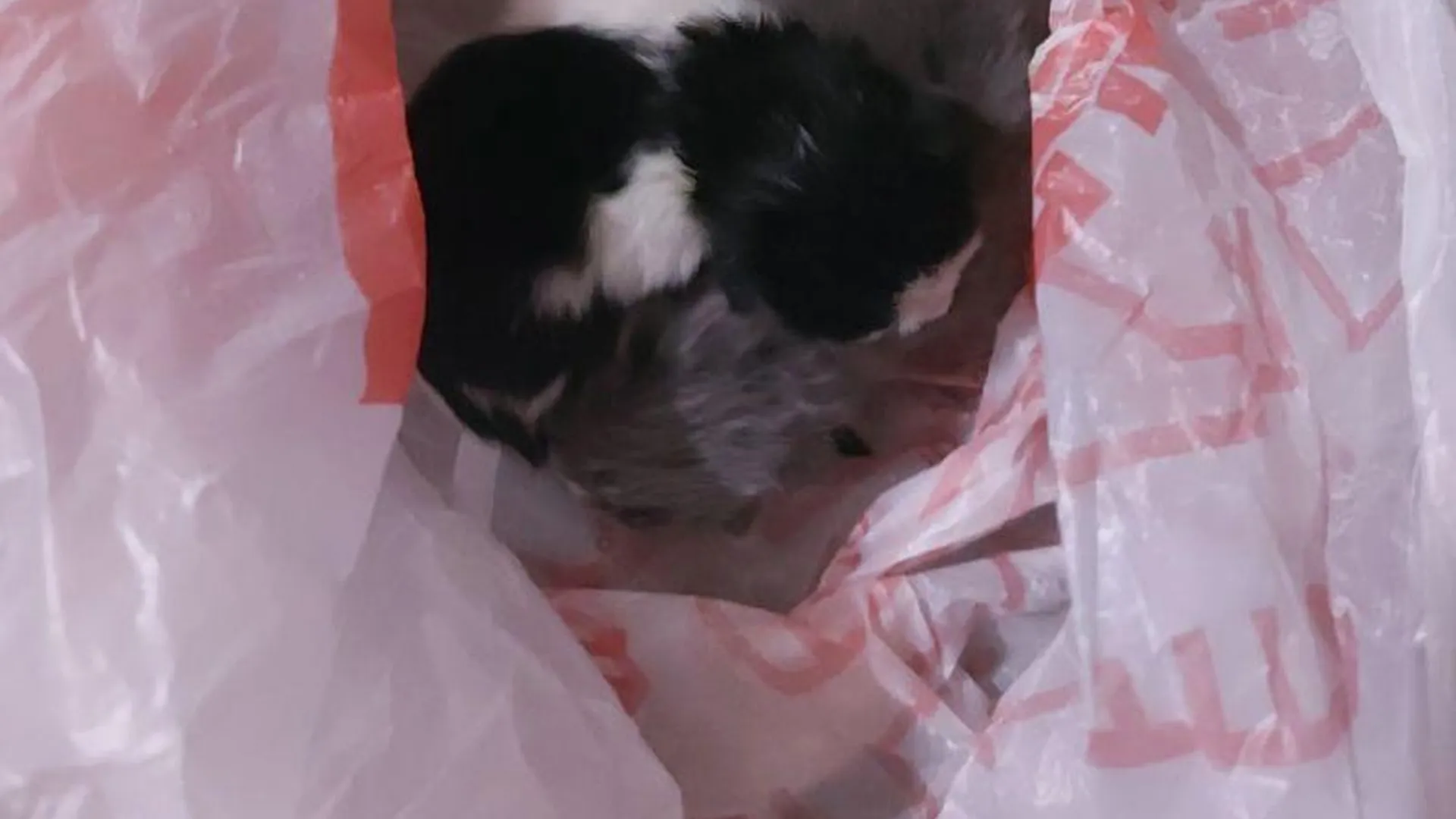 Новорожденных котят, выброшенных в мусорный бак, спасли жители Мытищ