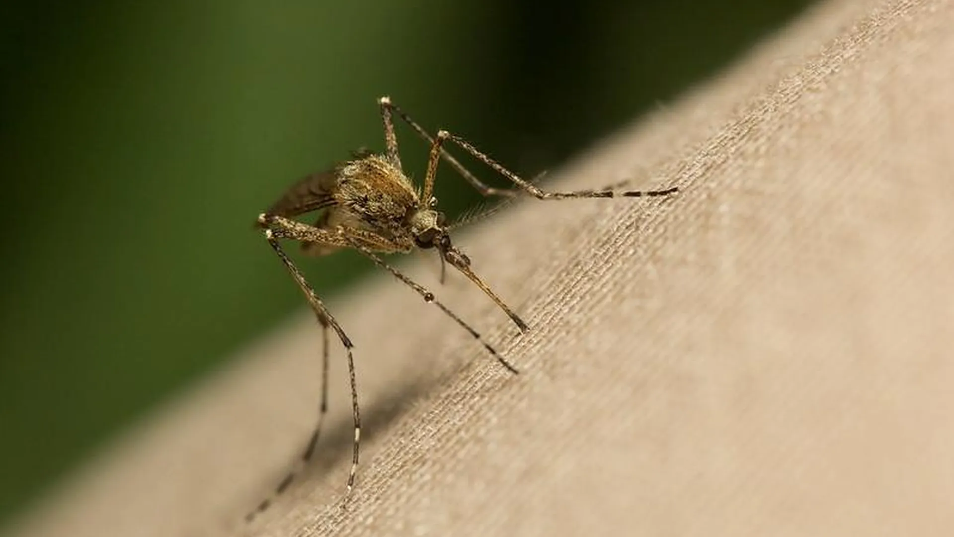 Комары могут исчезнуть из-за аномальной зимы в Подмосковье