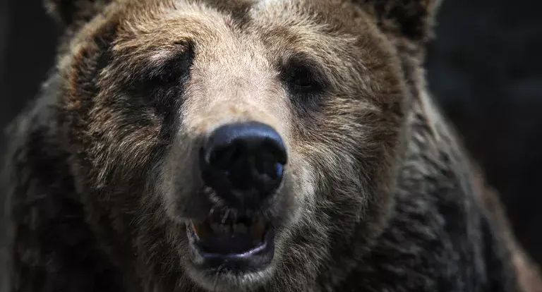 Охотнадзор: в Магаданской области ликвидировали медведя, загрызшего рыбака