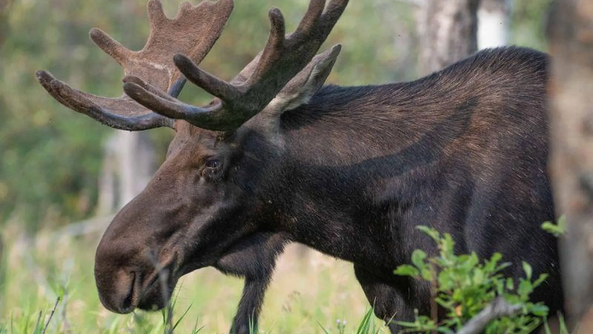 В Луховицах завели дело на браконьеров, которые застрелили лося и отрезали ему ноги